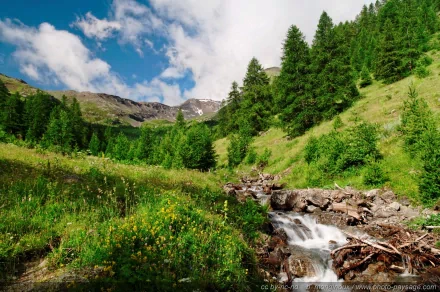 HD PC desktop wallpaper of a nature landscape: sunlit mountain meadow, pine-covered slopes and a rocky stream cascading over rocks under a bright blue sky.