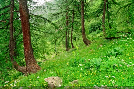 Lush green forest with tall conifers and a flower-speckled meadow on a gentle slope — nature HD PC desktop wallpaper/background.