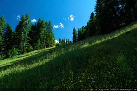 HD PC desktop wallpaper/background: sunlit grassy hillside with wildflowers and tall pines beneath a bright blue sky with scattered clouds — tranquil nature landscape.
