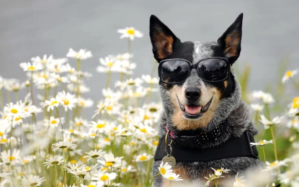 An Australian Cattle Dog wearing sunglasses poses among blooming daisies, capturing a fun and cheerful moment in nature. A vibrant HD desktop wallpaper.