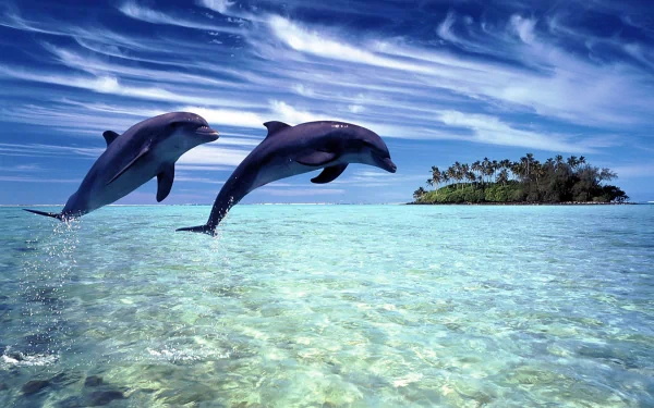 HD wallpaper showing two Bottlenose Dolphins leaping out of clear blue water with a small island in the background under a partly cloudy sky.