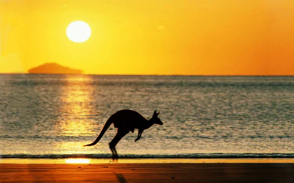 A kangaroo jumps along the beach at sunset in Australia, silhouetted against the vibrant orange sky and serene sea, creating a stunning natural scene.