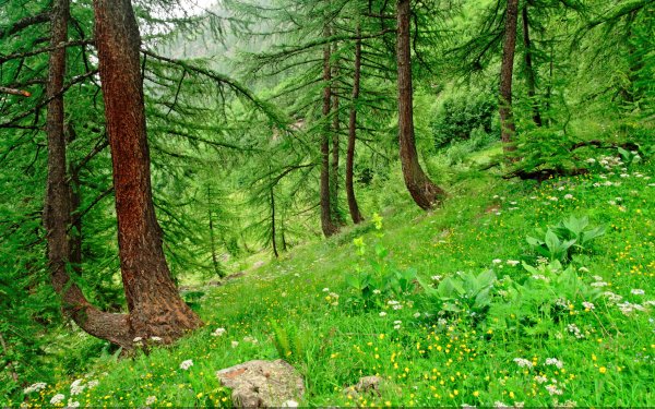 Nature Forest HD Wallpaper | Background Image