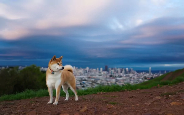 A Shiba Inu stands on a hillside, gazing towards a cityscape under dramatic clouds, creating a captivating HD desktop wallpaper and background.