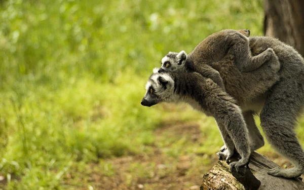 HD PC desktop wallpaper of a lemur carrying a baby on its back as it pauses on a log in a sunlit green forest clearing.