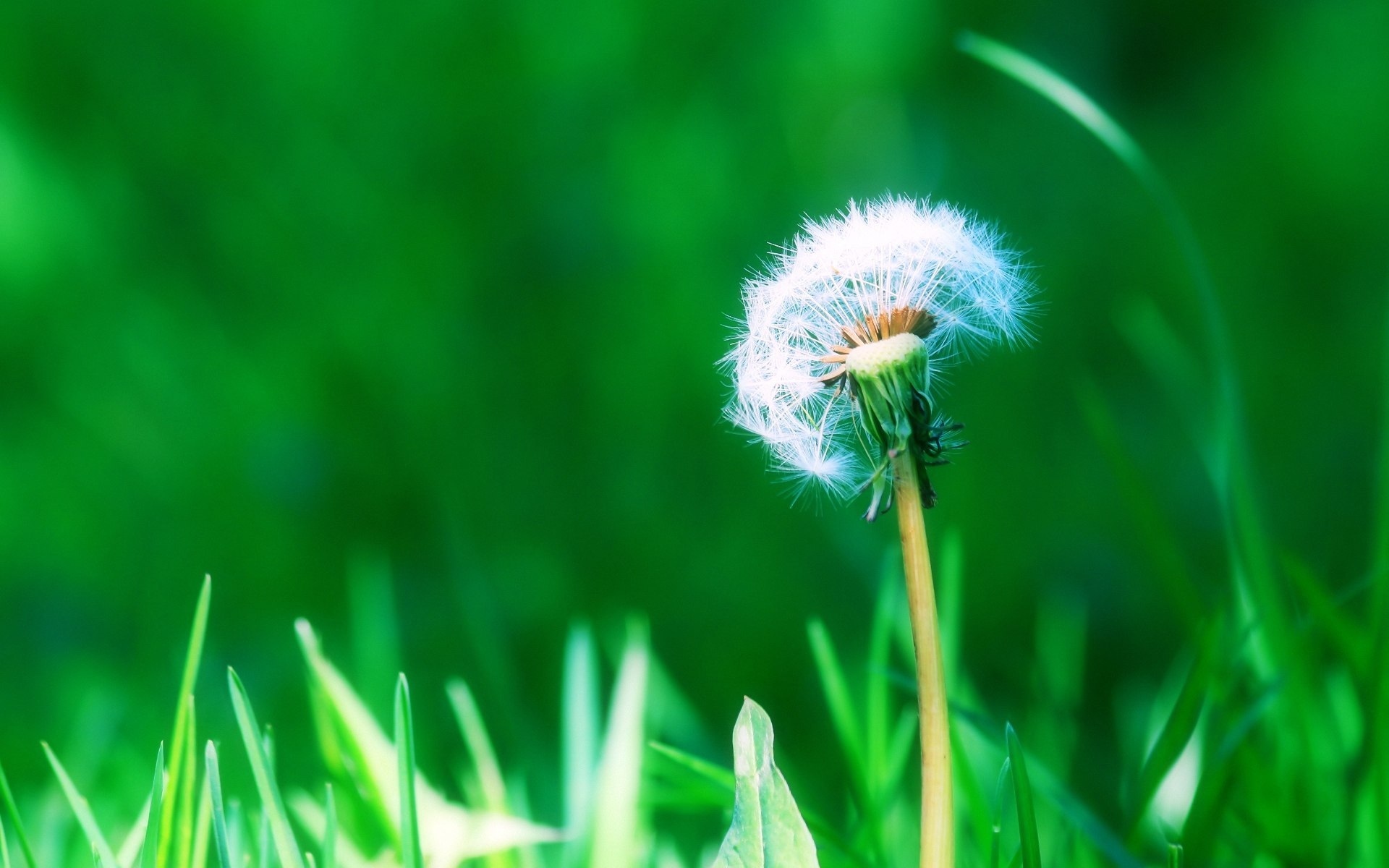 Hoa Bồ Công Anh: Là một trong những loài hoa phổ biến nhất trên thế giới, hoa Bồ Công Anh luôn thu hút sự chú ý của người ta bởi sắc tím như trời mùa hè. Hãy xem ảnh của loài hoa này để cảm nhận sự tràn đầy năng lượng, sức sống và sự tươi vui mà nó mang lại cho chúng ta.