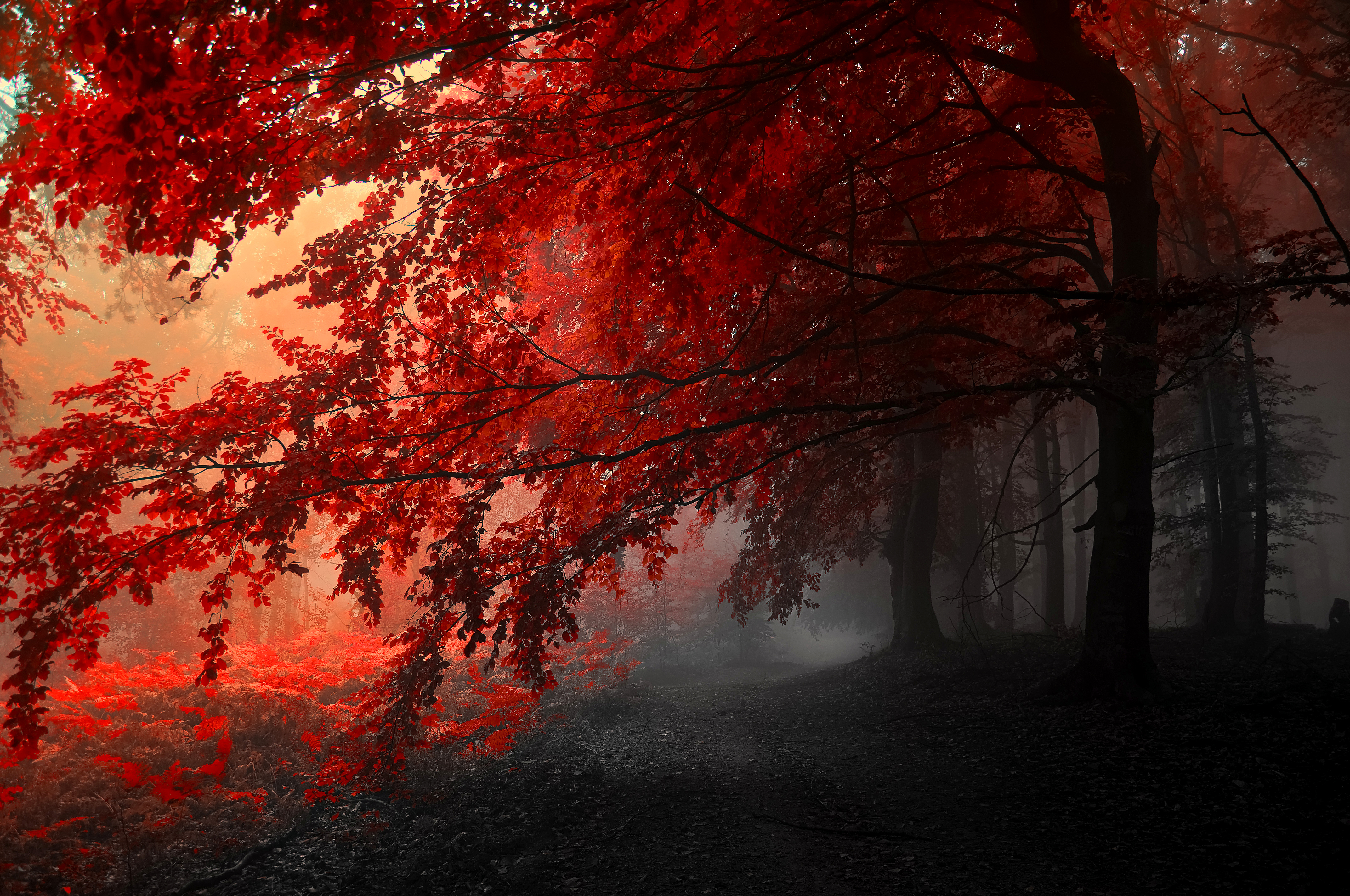 Contrast of Autumn 4k  Ultra HD Wallpaper  Hintergrund 