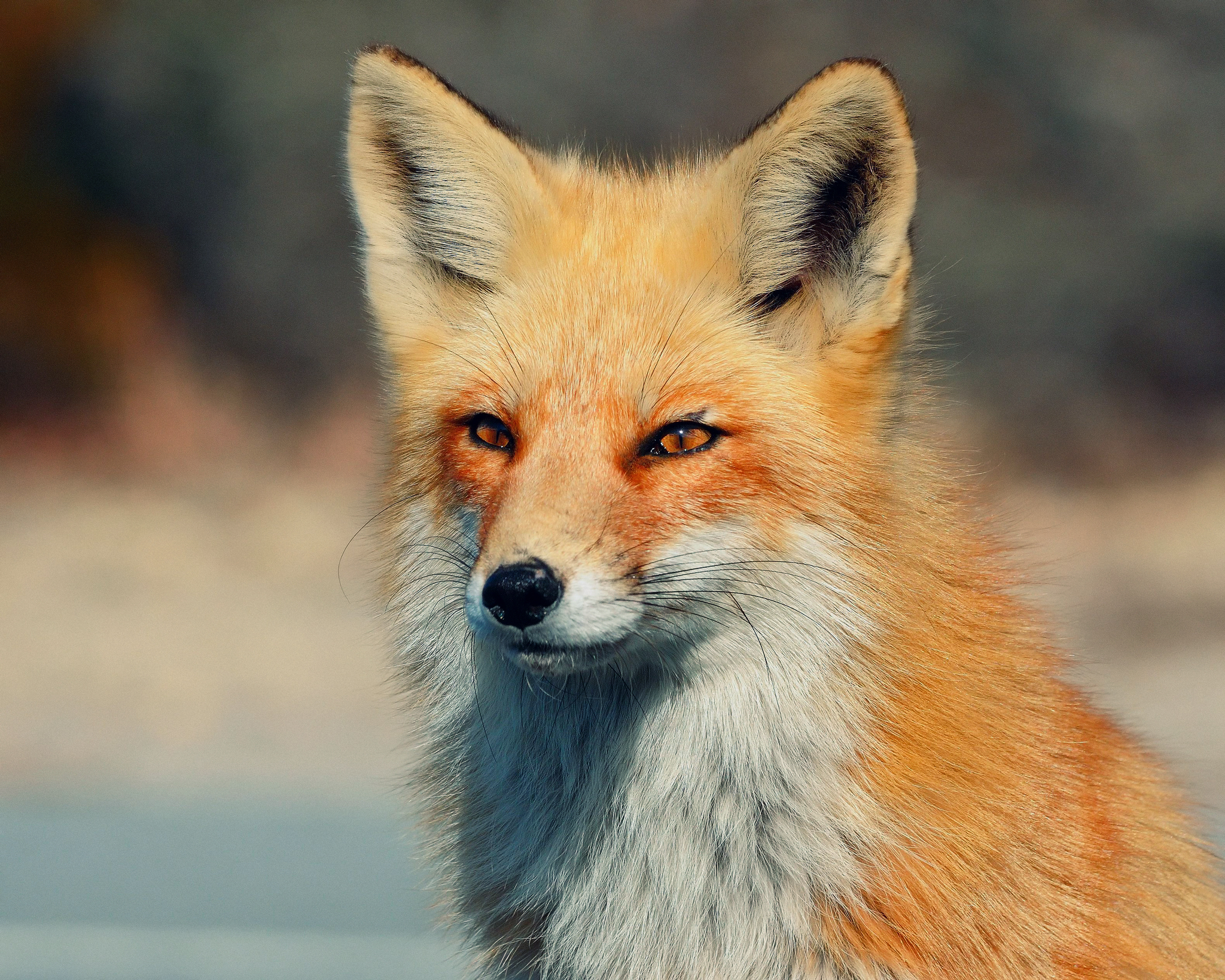 Fox HD Wallpaper | Background Image | 2048x1638