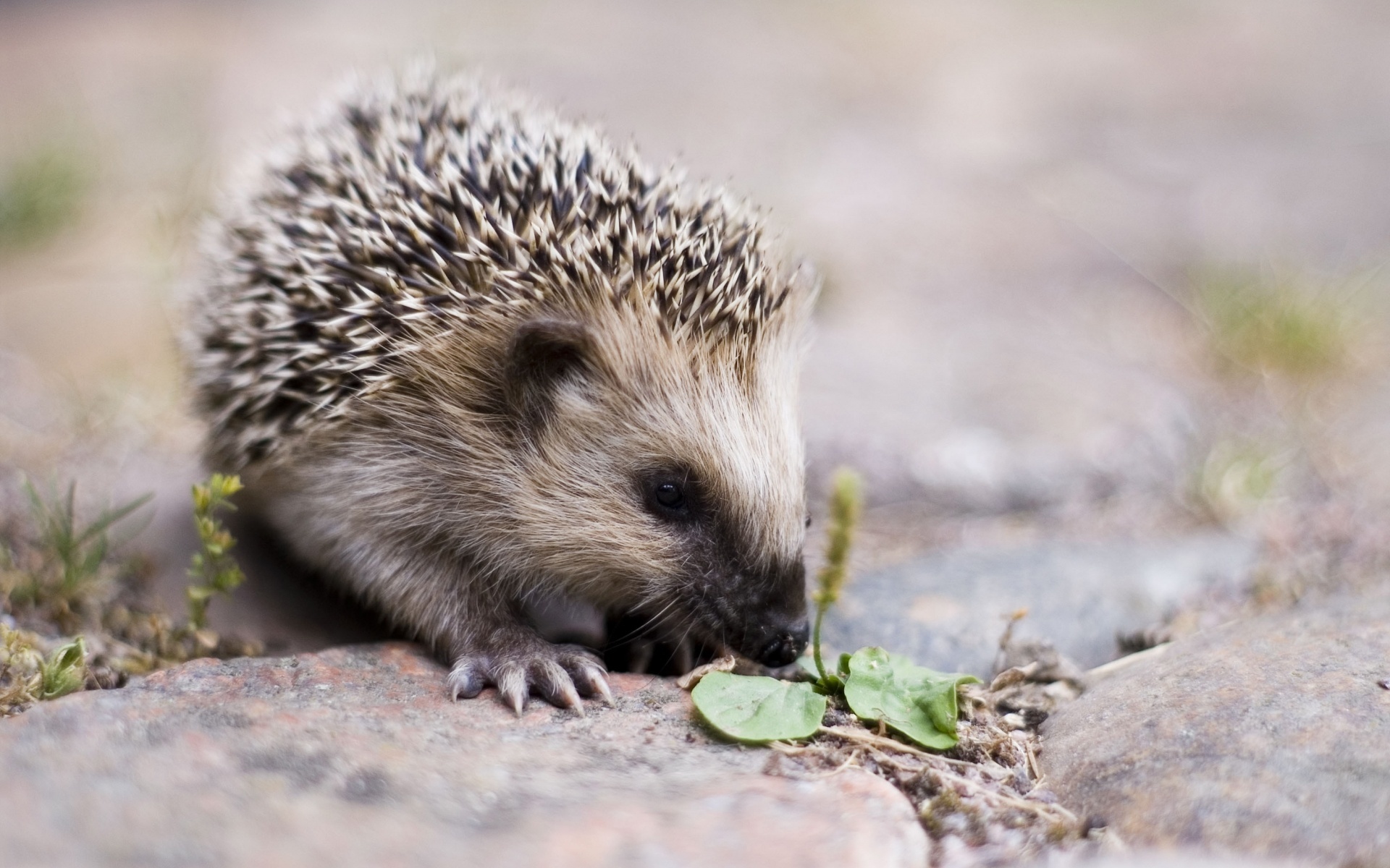 Animal Hedgehog HD Wallpaper | Background Image