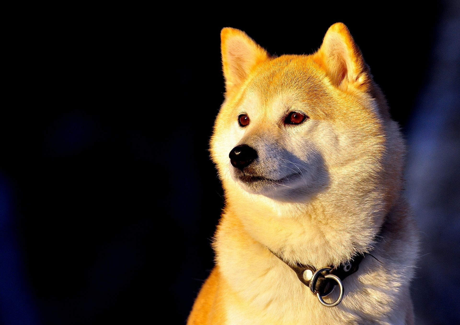 100+ Shiba Inu HD Wallpapers and Backgrounds