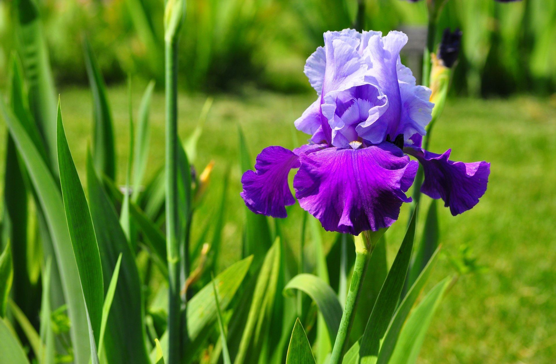 Close-up purple iris in a sunlit garden, vibrant nature scene rendered as a 2K Quad HD PC desktop wallpaper and background.