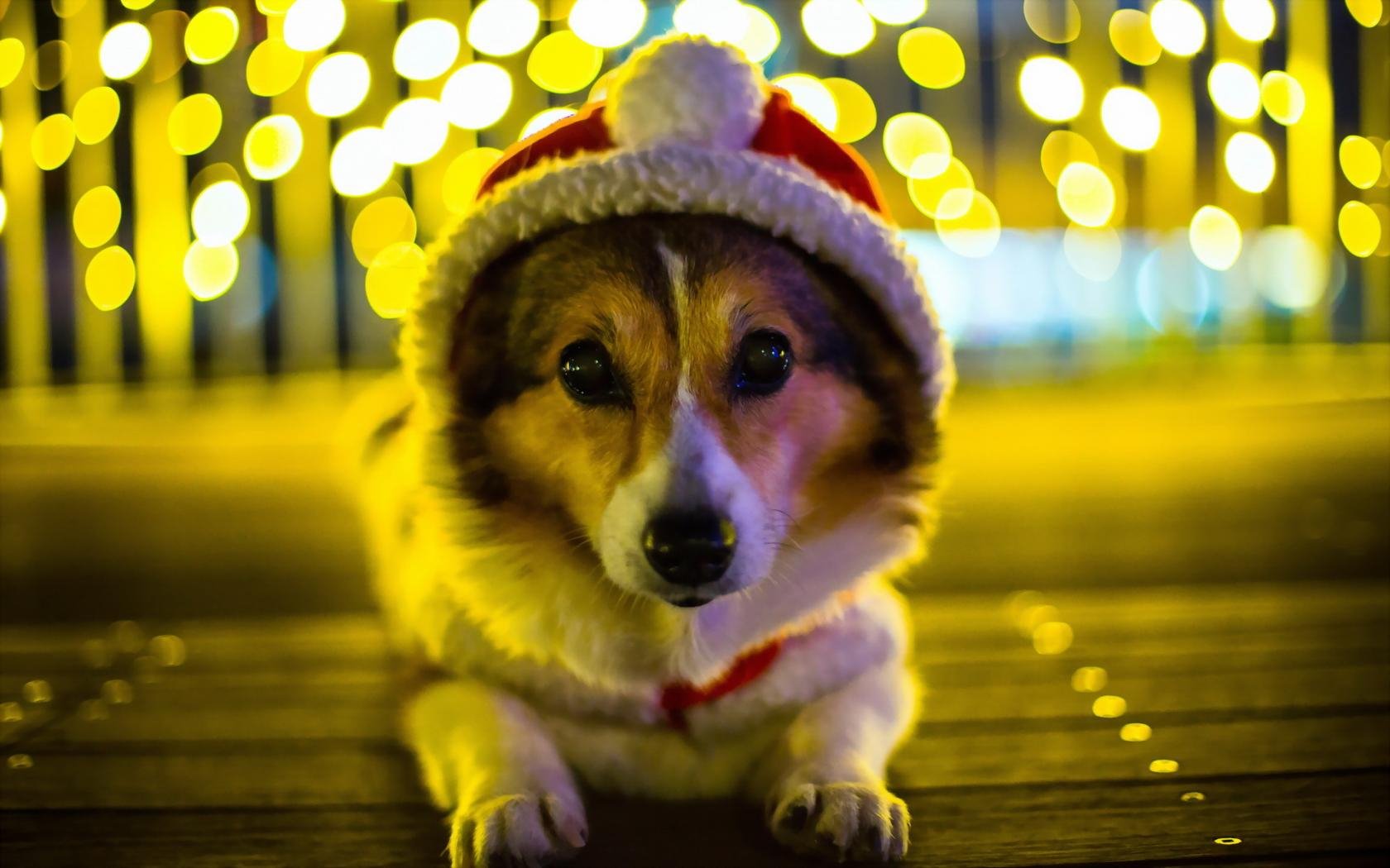 HD PC desktop wallpaper featuring a corgi dog wearing a Santa hat, surrounded by warm, festive bokeh lights in the background.