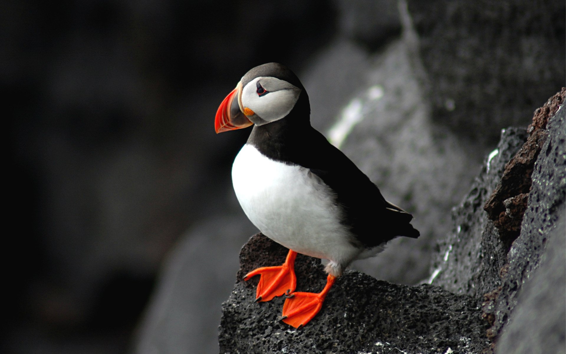 Download Animal Puffin HD Wallpaper