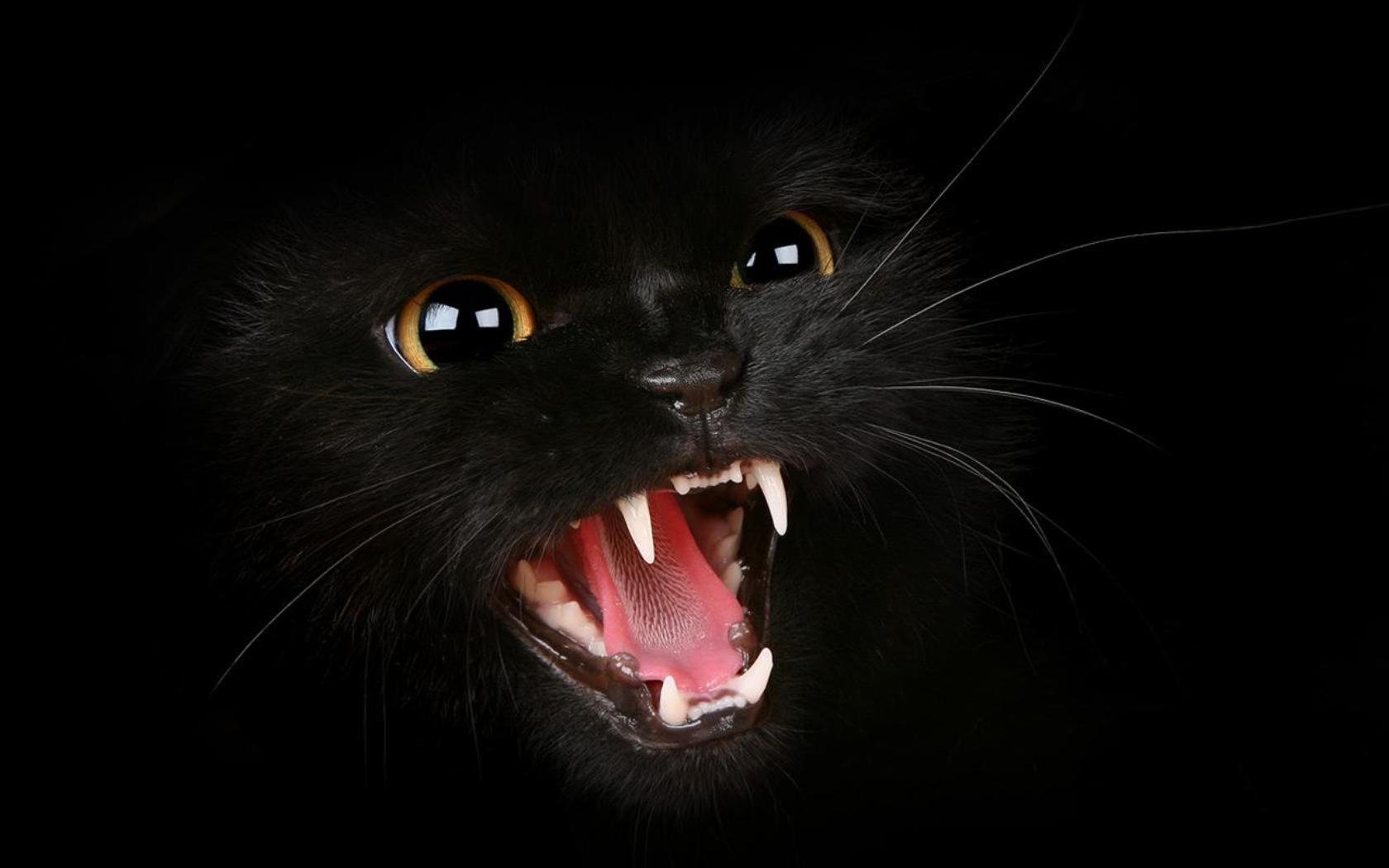 A striking HD desktop wallpaper featuring a fierce black cat with sharp teeth, poised against a dark backdrop, capturing the intensity and beauty of this captivating animal.