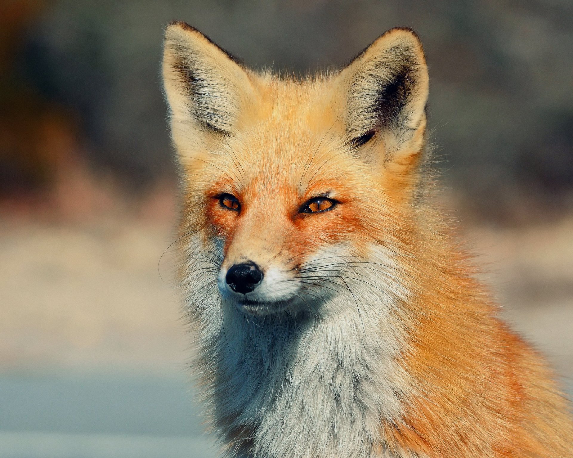 Fox Full Hd Wallpaper And Background Image | 2048X1638 | Id:337483