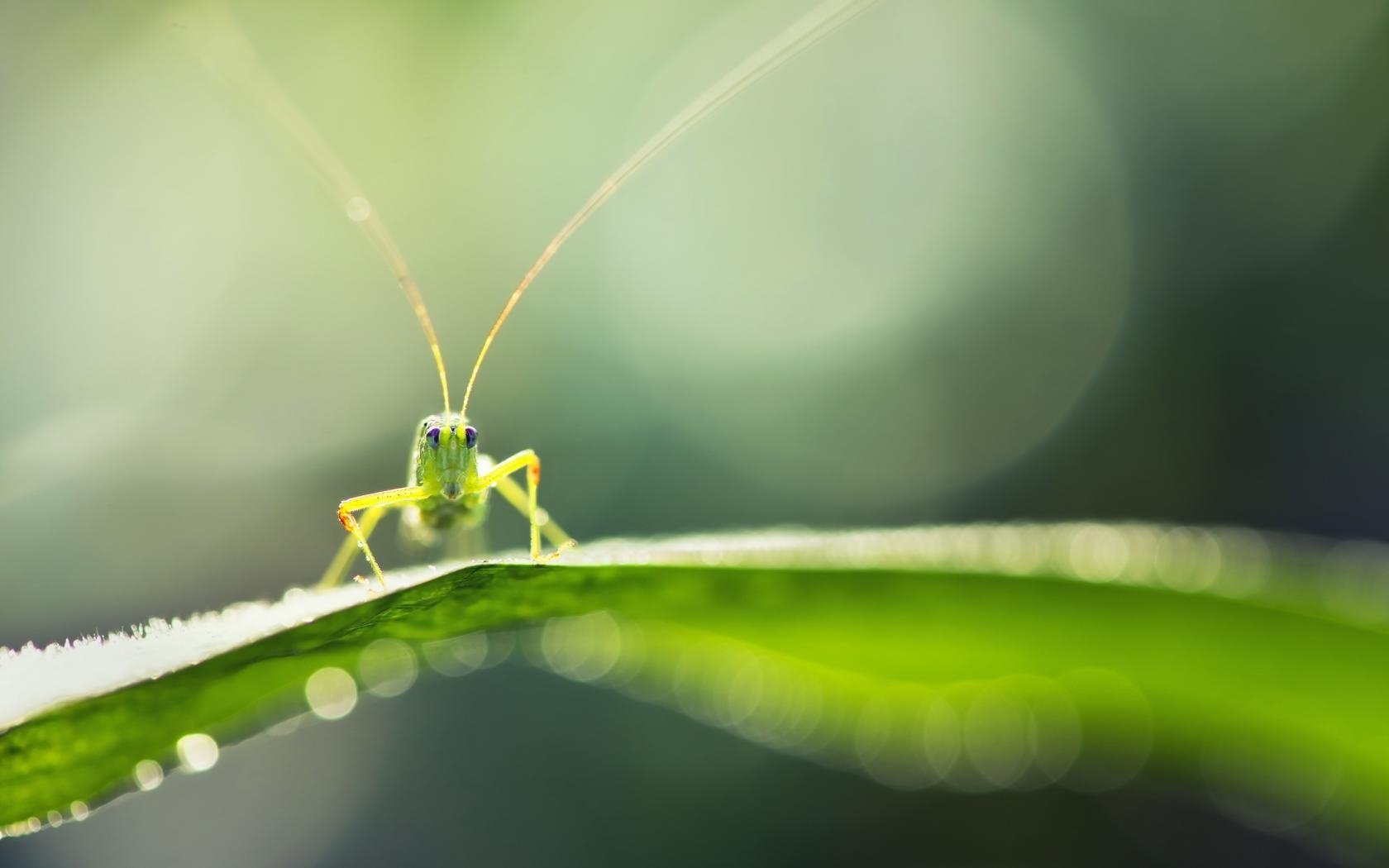 Download Animal Grasshopper Wallpaper