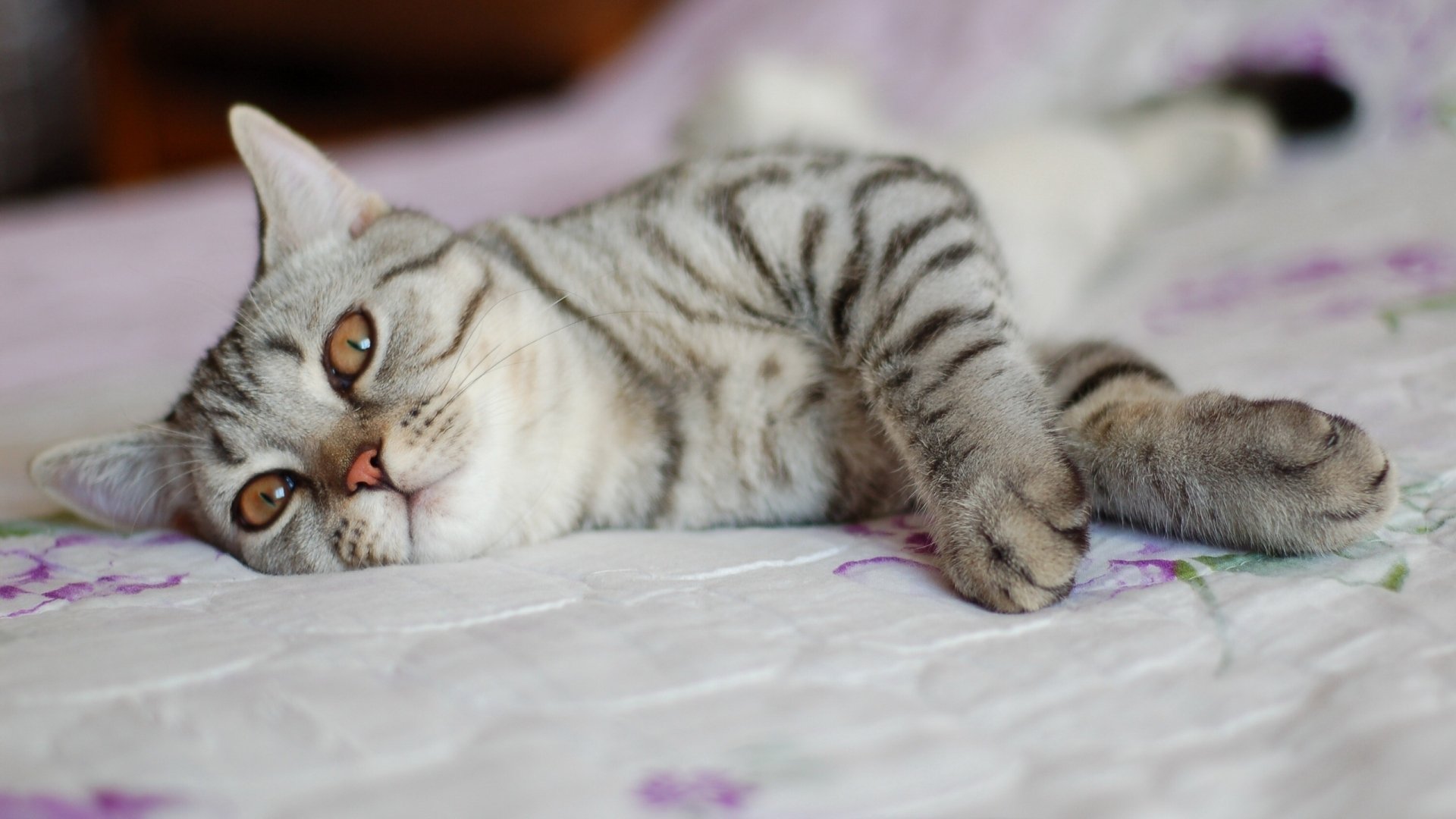 HD PC desktop wallpaper featuring a close-up of a relaxed gray tabby cat lying on a bed with soft focus background.