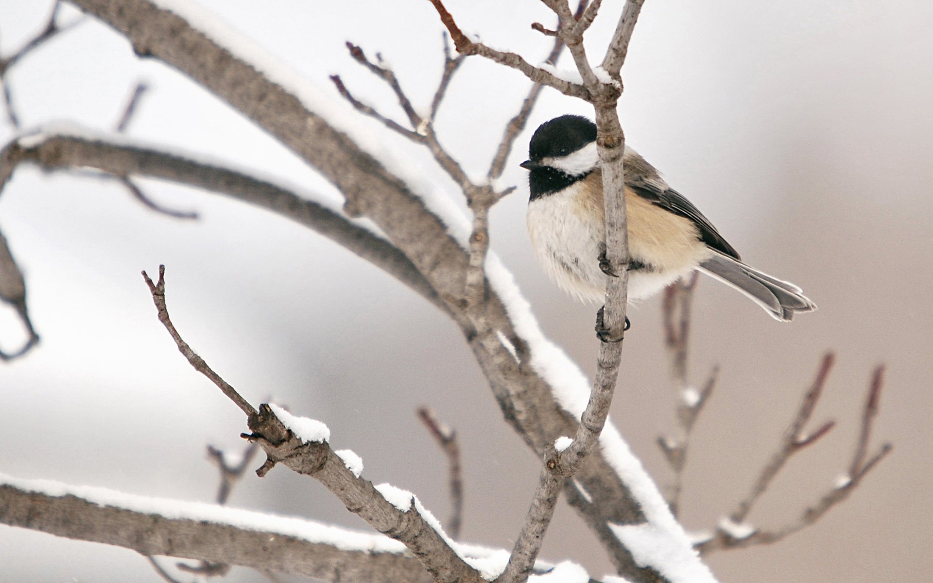 HD PC desktop wallpaper and background: animal — chickadee perched on snow-dusted branches against a soft pale backdrop.