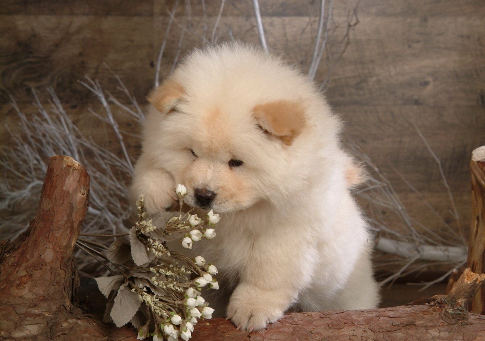 A fluffy light brown puppy gently sniffs a small bouquet of white flowers in a rustic wooden setting. The HD image is a charming desktop wallpaper and background.