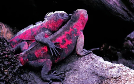 Animal iguana HD Desktop Wallpaper | Background Image