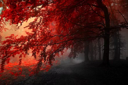 HD wallpaper of a forest in fall, featuring vibrant red leaves on a tree. The scene captures the natural beauty and mystique of autumn, with soft light filtering through the foliage.