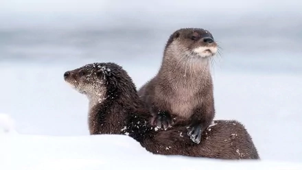 Two playful otters sit on snowy ground, showcasing their playful nature in this HD desktop wallpaper background.