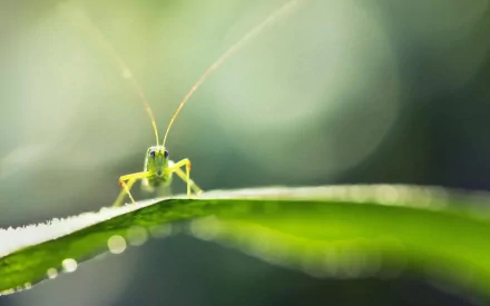 Animal grasshopper HD Desktop Wallpaper | Background Image