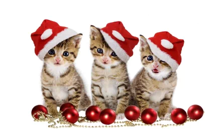 Three kittens wearing Santa hats sit among red Christmas ornaments and gold beads. This HD wallpaper captures the festive spirit with adorable cats ready for the holiday season.