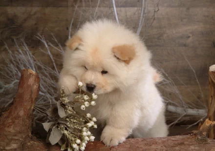 A fluffy light brown puppy gently sniffs a small bouquet of white flowers in a rustic wooden setting. The HD image is a charming desktop wallpaper and background.