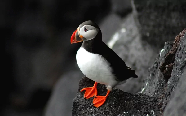 Animal puffin HD Desktop Wallpaper | Background Image