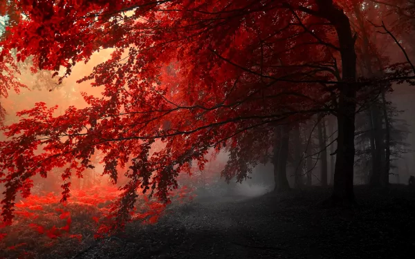 HD wallpaper of a forest in fall, featuring vibrant red leaves on a tree. The scene captures the natural beauty and mystique of autumn, with soft light filtering through the foliage.