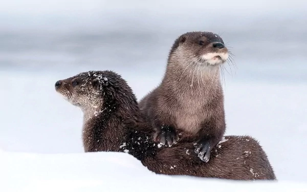 Two playful otters sit on snowy ground, showcasing their playful nature in this HD desktop wallpaper background.