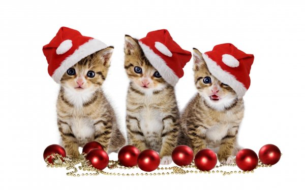 Animaux Chat Félins Noël Santa Hat Christmas Ornaments Kitten Fond d'écran HD | Image