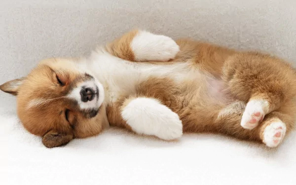 A sleeping puppy lies on its back, showcasing its soft fur and adorable features. This charming image serves as a delightful HD desktop wallpaper and background.