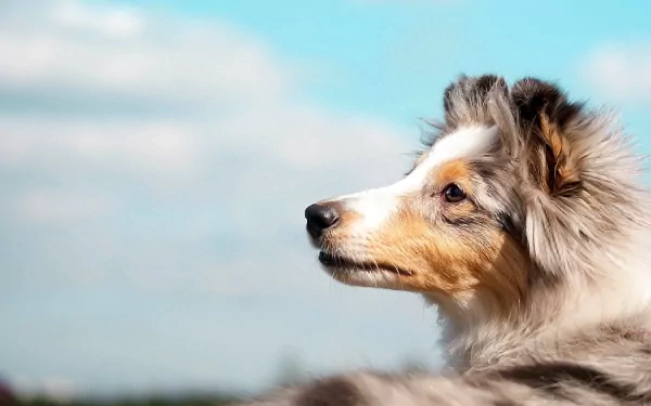 Rough collie gazing at a blue sky, detailed fur and soft bokeh — animal, 2K Quad HD PC desktop wallpaper/background.