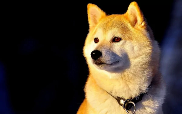 A striking HD wallpaper featuring a Shiba Inu, showcasing its expressive face and soft fur, set against a dark background that highlights its features.