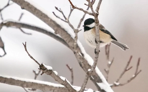 HD PC desktop wallpaper and background: animal — chickadee perched on snow-dusted branches against a soft pale backdrop.