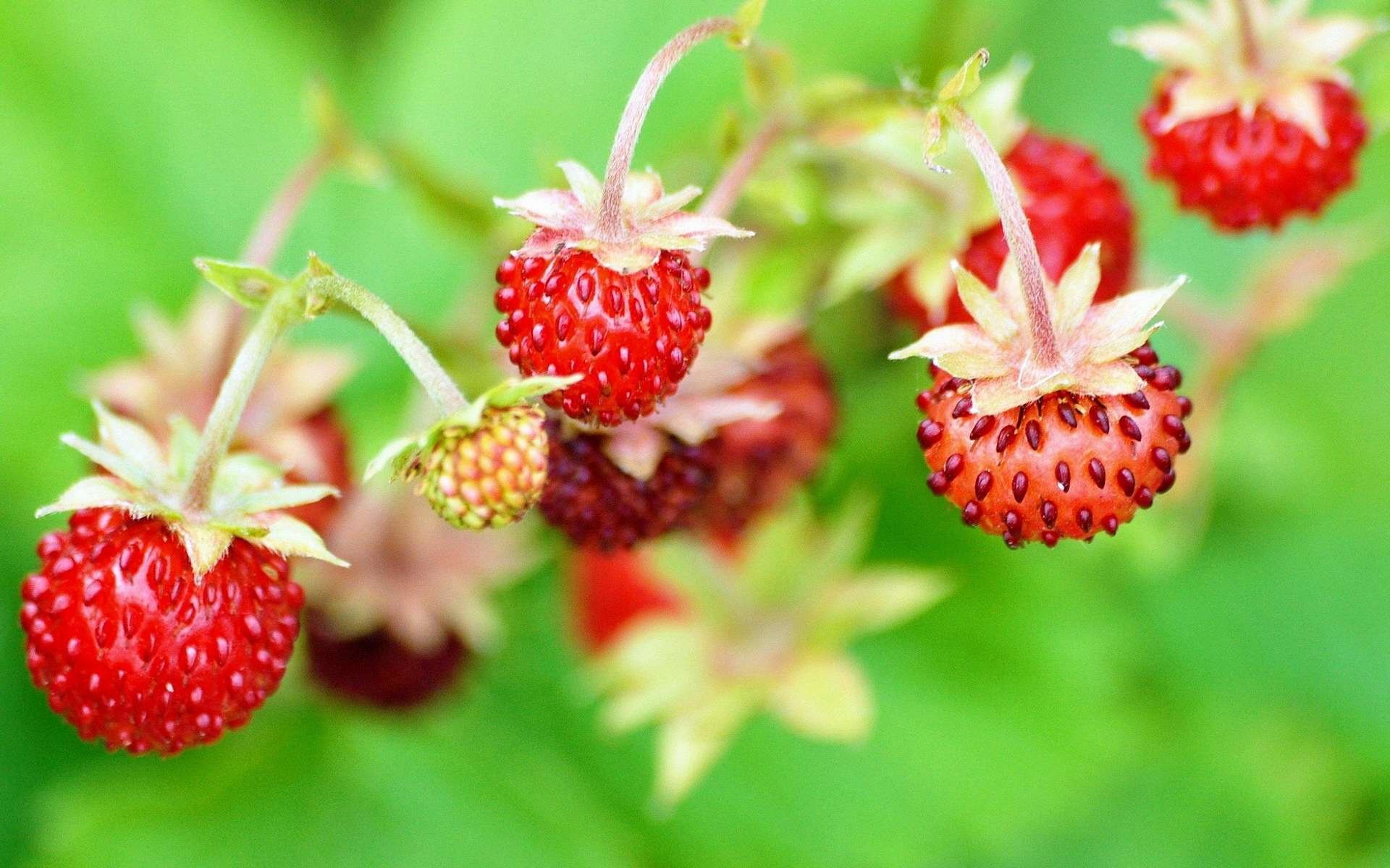 Wild strawberry. Земляника Лесная. Красивые ягоды. Клубника. Летние ягоды.