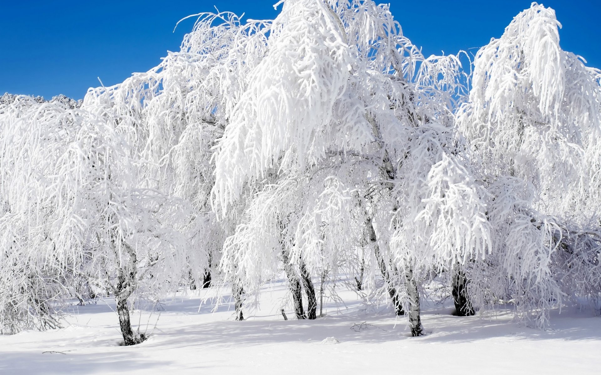 HD PC desktop wallpaper of a serene winter landscape featuring snow-covered trees under a clear blue sky in nature.