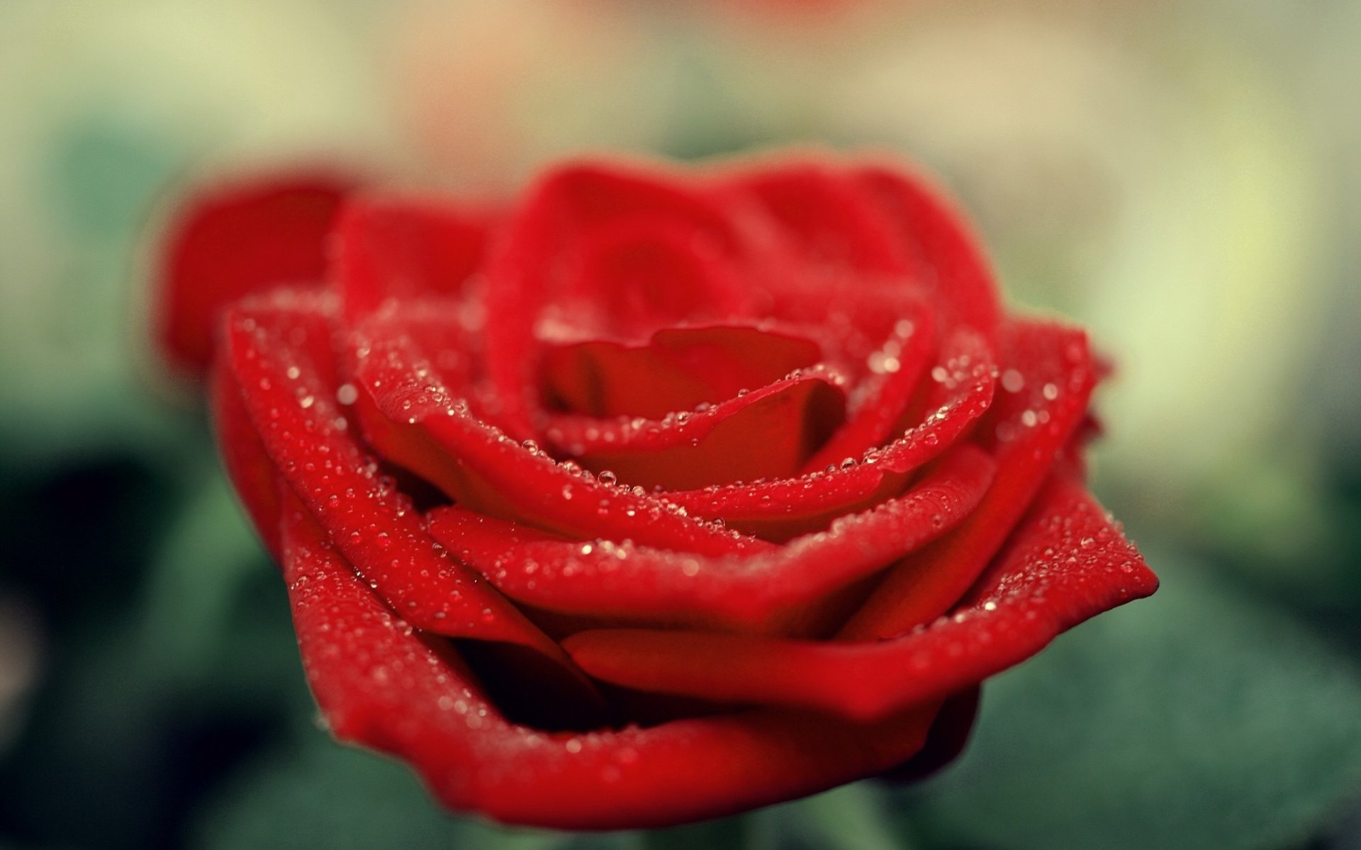 Nature, rose — 2K Quad HD PC desktop wallpaper: close-up of a dewy red rose with velvety petals against a soft bokeh background.