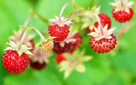 HD PC desktop wallpaper featuring close-up vibrant red strawberries with green blurred background, highlighting fresh food and natural detail.