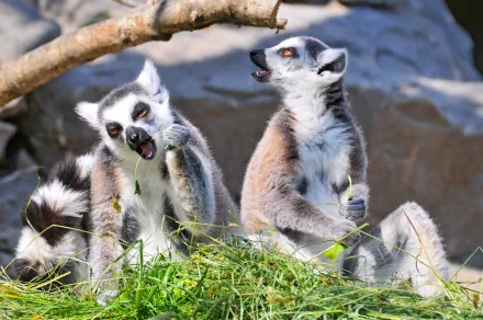 Animal lemur HD Desktop Wallpaper | Background Image