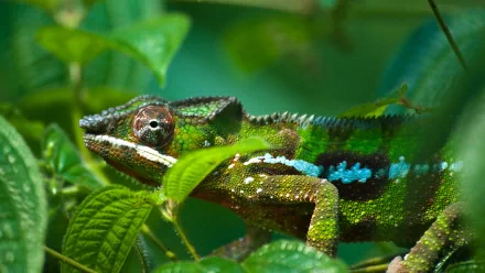 HD PC desktop wallpaper featuring a vibrant chameleon blending into lush green foliage, showcasing its textured skin and detailed colors.