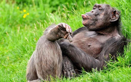 Animal gorilla HD Desktop Wallpaper | Background Image