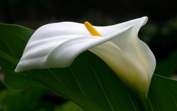 A close-up of a white calla lily, showcasing its delicate petals and a vibrant yellow stamen, set against a lush green leaf background. A beautiful nature-inspired wallpaper.
