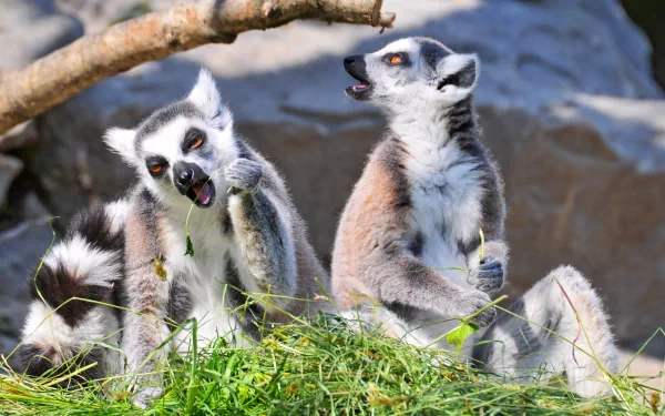 Animal lemur HD Desktop Wallpaper | Background Image