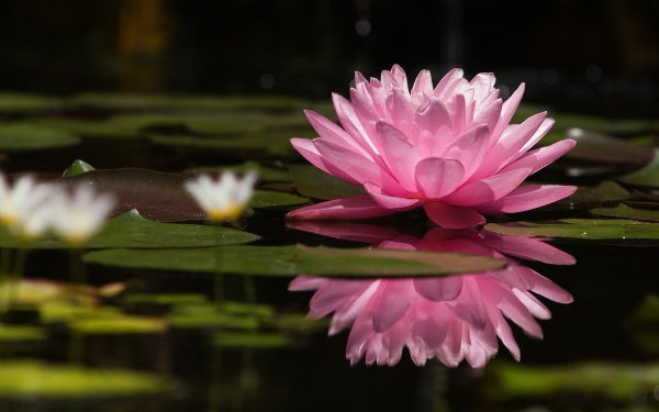 Earth Water Lily Flowers Reflection Flower Pink Flower HD Wallpaper | Background Image