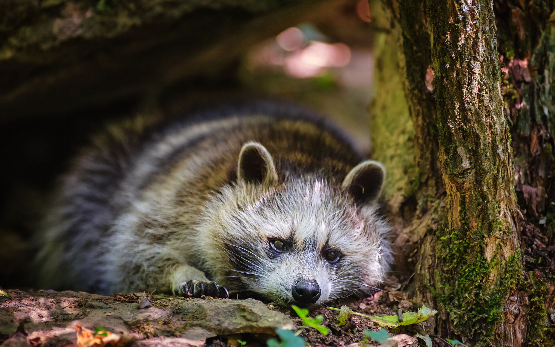Animal Raccoon Wallpaper
