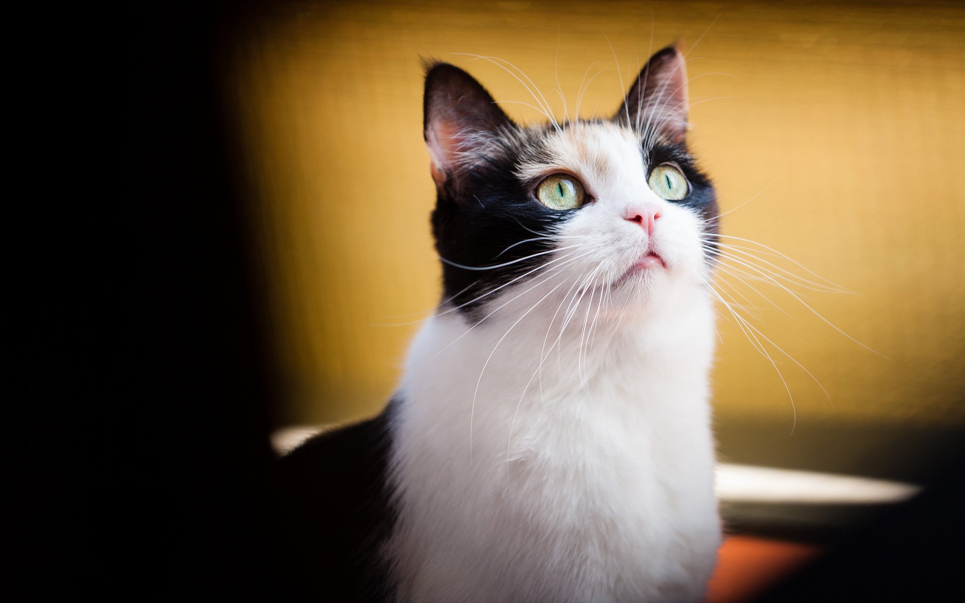A close-up of a curious cat with striking green eyes, set against a softly blurred background. This captivating image serves as a vibrant HD PC desktop wallpaper.