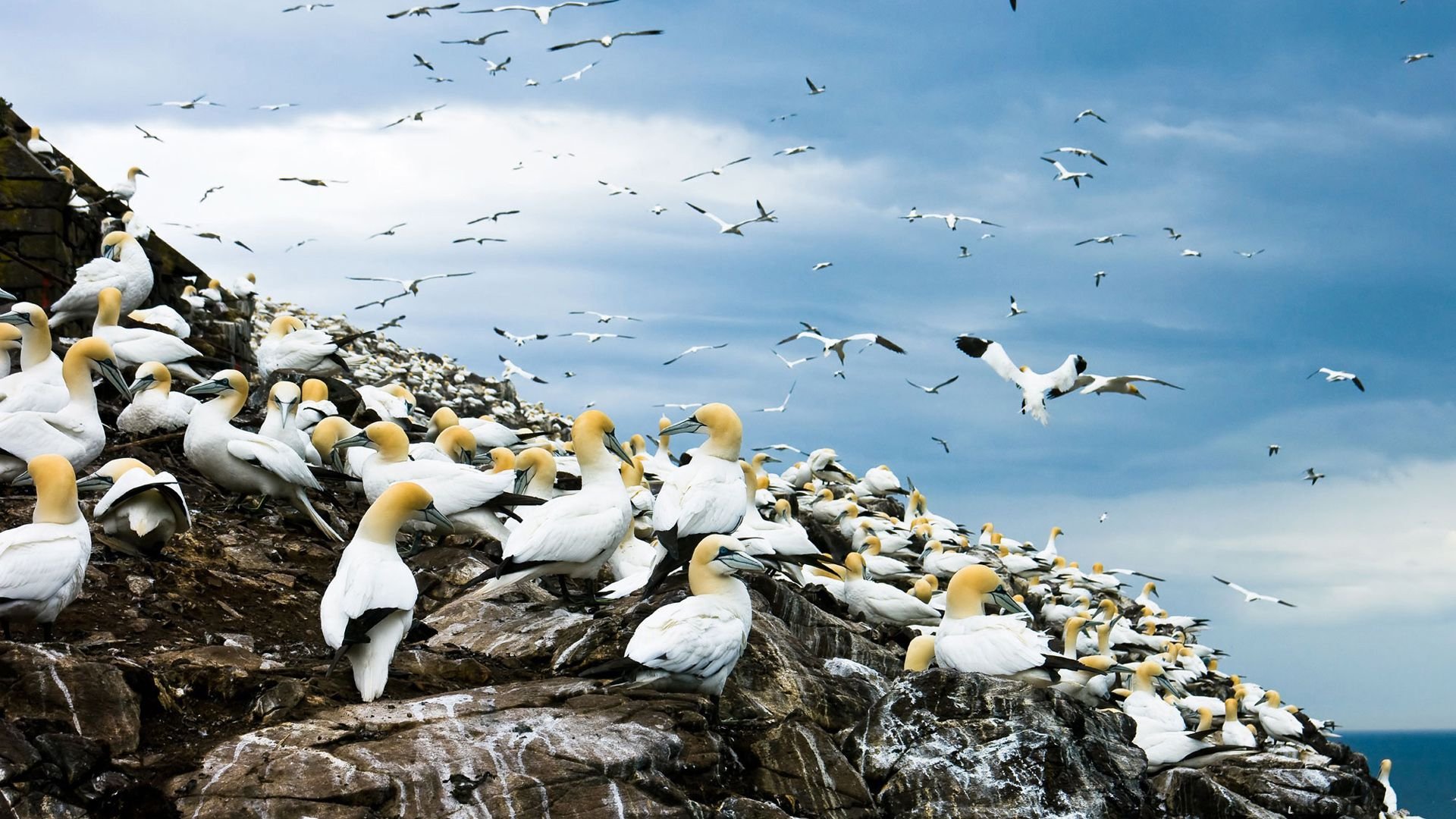 Download Flock Of Birds Bird Animal Northern Gannet HD Wallpaper